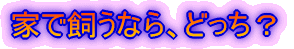 ɗVт̂́AǂH